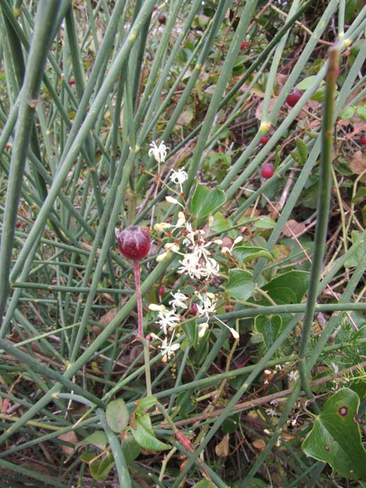 Smilax aspera / Stracciabrache, Salsapariglia nostrana
